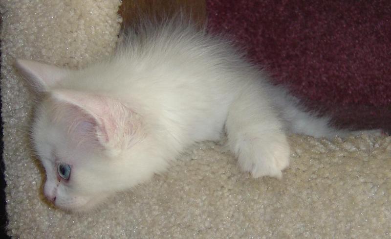 Powder Kitten2