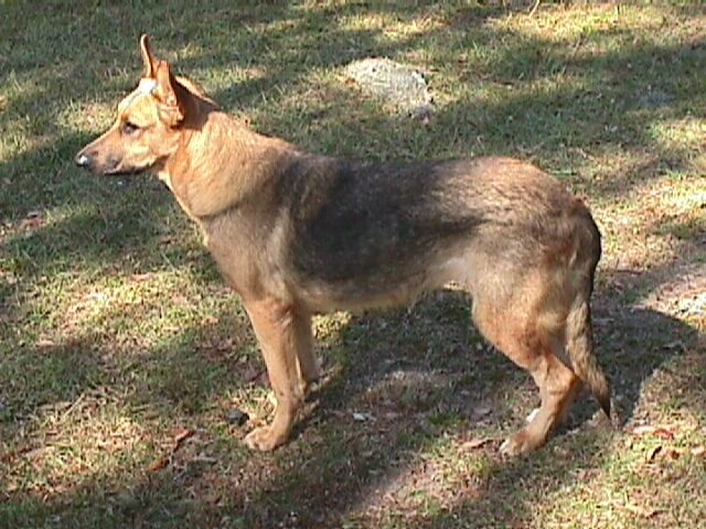 Sable